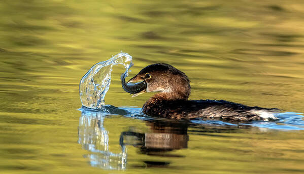 Pied-billed Grebe Art Print featuring the photograph Pied-billed Grebe 7596-120720 by Tam Ryan