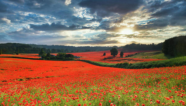 England Art Print featuring the digital art Poppy field 1 by Remigiusz MARCZAK