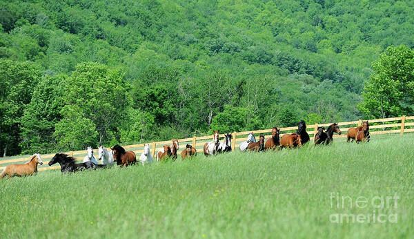 Rosemary Farm Sanctuary Art Print featuring the photograph Rosemary Farm Herd #225 by Carien Schippers