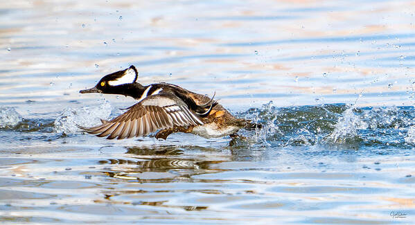 Hooded Mergansers Art Print featuring the photograph Running take off -- Hooded Merganser by Judi Dressler