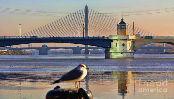 Seagull Art Print featuring the photograph Seagull and Downtown Toledo Bridges 9163 by Jack Schultz