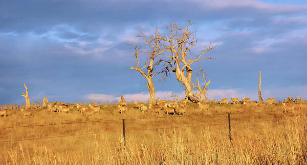 Australian Tree Landscapes Art Print featuring the photograph Spot the Sheep by Lexa Harpell