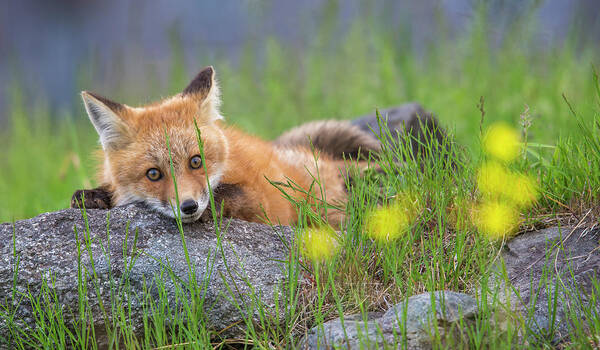 Sugar Art Print featuring the photograph Sugar Hill Fox Resting by White Mountain Images