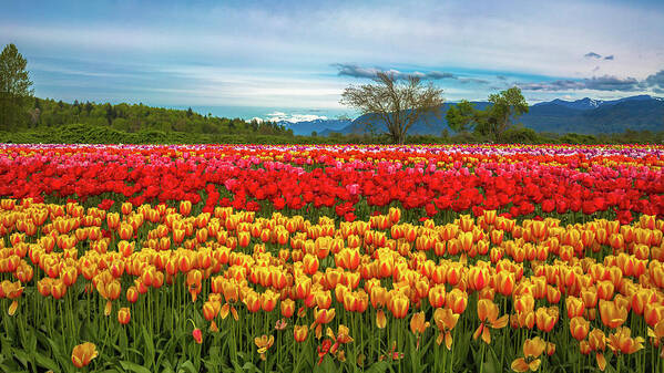 Alex Lyubar Art Print featuring the photograph Sunny colorful tulip fields by Alex Lyubar