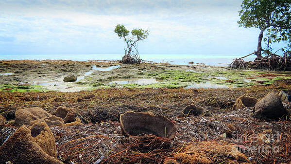 Mangrove Art Print featuring the photograph Surroundings - Florida Mangroves Sponges by Chris Andruskiewicz