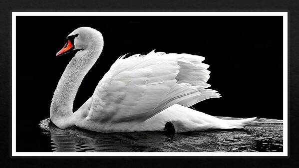 Swan Art Print featuring the photograph Swan Elegance by Nancy Ayanna Wyatt