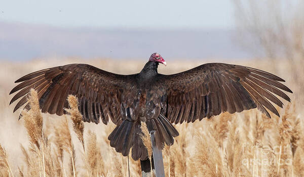 Bird Art Print featuring the photograph Turkey Vulture Sunning by Dennis Hammer