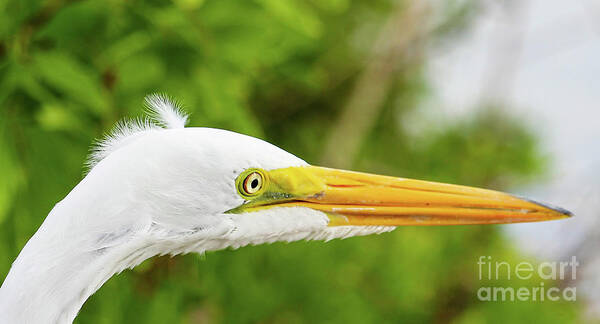 Great White Egret Art Print featuring the photograph What Do I See? by Joanne Carey