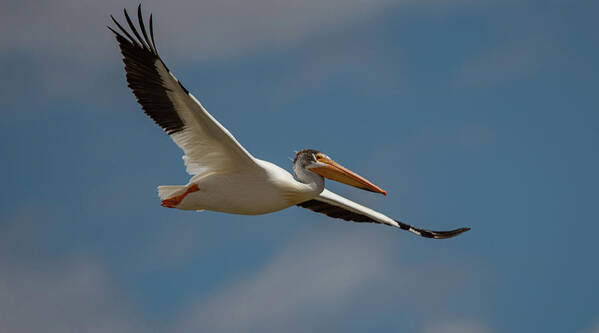Lahontan Art Print featuring the photograph White Pelican in Flight by Rick Mosher