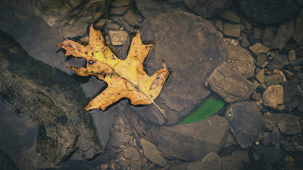 Oak Art Print featuring the photograph Yellow Leaf Floating Above Stones by Jason Fink