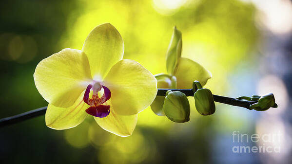 Background Art Print featuring the photograph Yellow Orchid Flower by Raul Rodriguez