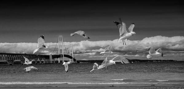 Art Art Print featuring the photograph A Flock of Gulls by the Straits of Mackinac #1 by Randall Nyhof