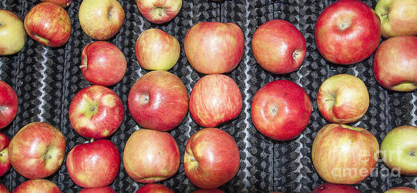 Apples Art Print featuring the photograph Apples #1 by Steven Ralser