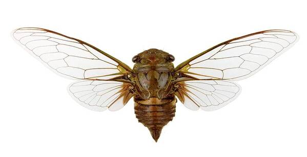 Cicada Art Print featuring the photograph Cicada #1 by Pascal Goetgheluck/science Photo Library