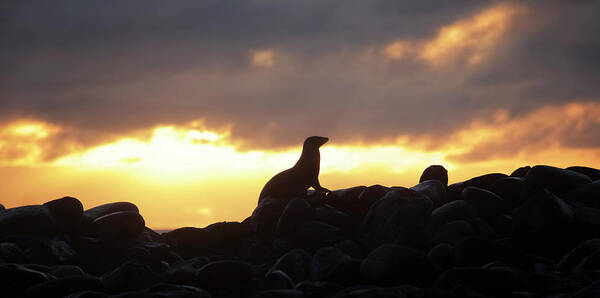 Sunset Art Print featuring the photograph Sea Lion On Rocky Promontory #1 by Chris Caldicott