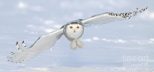 Canada Fauna Art Print featuring the photograph Snowy Owl In Flight #1 by Scott Linstead