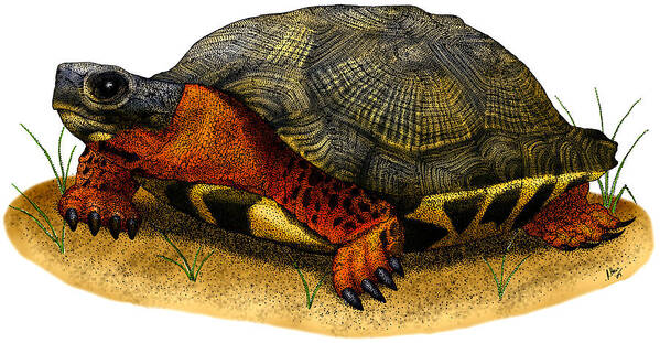 Wood Turtle Art Print featuring the photograph Wood Turtle #1 by Roger Hall