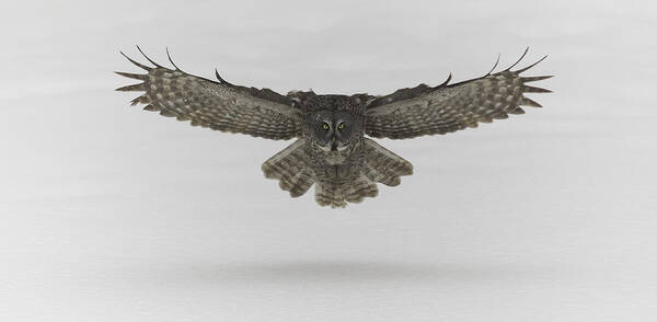 Animal Art Print featuring the photograph Great Grey Owl in flight #4 by Josef Pittner