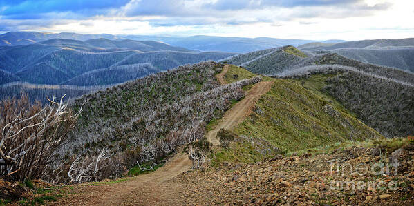 Panorama Art Print featuring the photograph 4WD Firetrail to Blue Rag Trig Station by Peter Kneen