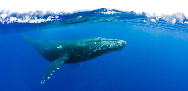 Underwater Art Print featuring the photograph Humpback whale #7 by M Swiet Productions