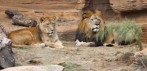 Lion Art Print featuring the photograph African Lion Couple 2 by Cathy Lindsey