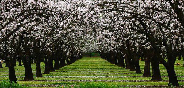 Almond Art Print featuring the photograph Almond Orchard by Robert Woodward