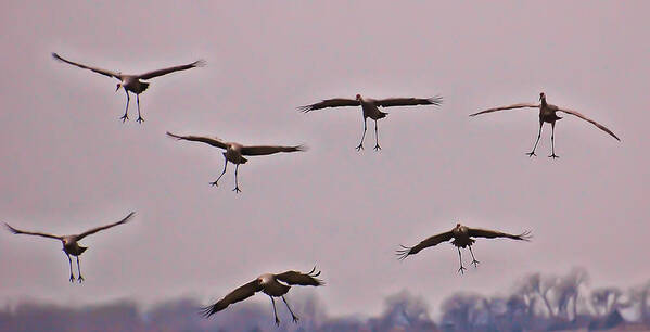 Cranes Art Print featuring the photograph Are You Sure this is the Spot by Don Schwartz