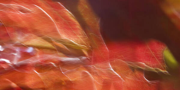 Gaia Art Print featuring the photograph Autumn Glory by Margaret Denny