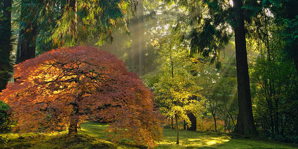 Japanese Maple Art Print featuring the photograph Bathed in Morning Light by Don Schwartz