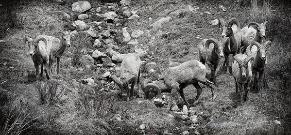 Bighorn Sheep Art Print featuring the photograph Bighorn Sheep Family Portrait by Greg Norrell