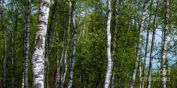 2x1 Art Print featuring the photograph Birch Forest In The Summer by Hannes Cmarits