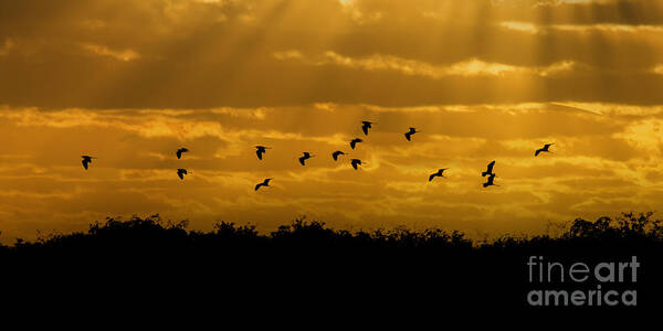 Everglades Art Print featuring the photograph Birds coming back to roost at sunset by Dan Friend
