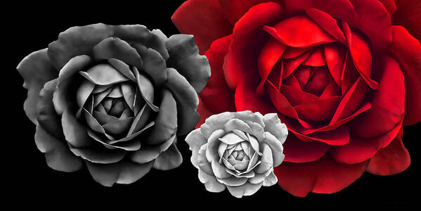 Rose Art Print featuring the photograph Black White Red Roses Abstract by Jennie Marie Schell