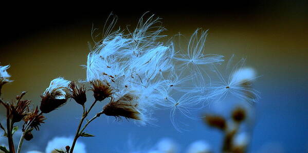 Balmer Town Art Print featuring the photograph Blowing Away by Jeremiah John McBride