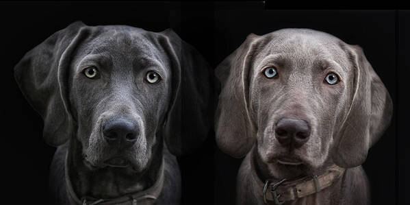 Weimaraner Art Print featuring the photograph Brother And Sister by Joachim G Pinkawa