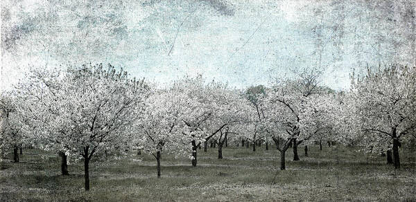 Cherry Art Print featuring the photograph Cherry Trees by Mary Underwood
