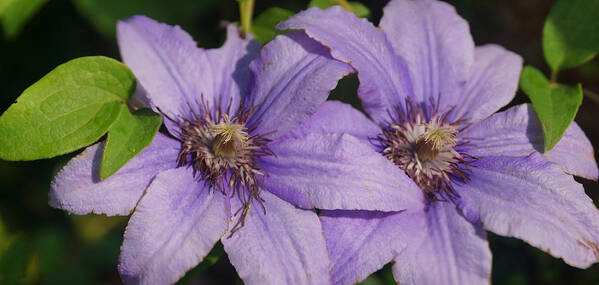 Clematis Art Print featuring the photograph Clematis by Leda Robertson