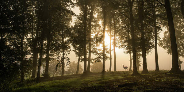 Denmark Art Print featuring the photograph Deer In The Morning Mist. by Leif L??ndal