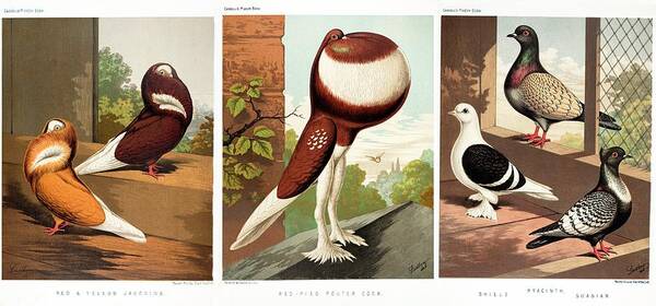 Artificial Selection Art Print featuring the photograph Domestic Fancy Pigeon Breeds by Paul D Stewart