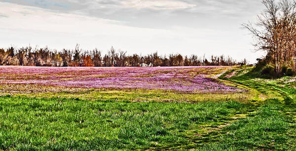 Early Spring Field Art Print featuring the photograph Early Spring Field by Greg Jackson