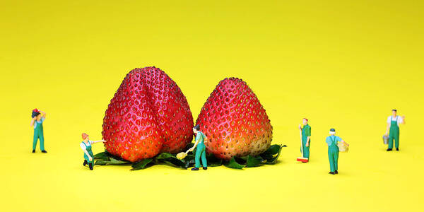 Farm Art Print featuring the painting Farmers working around strawberries by Paul Ge