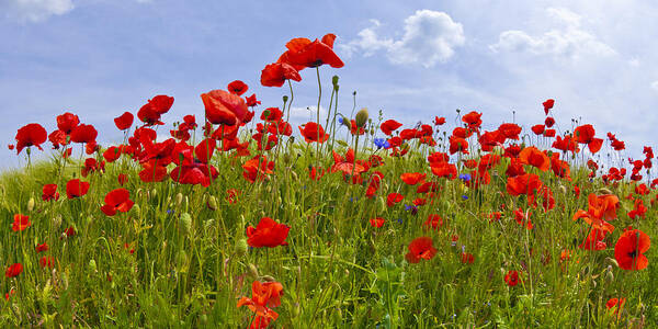 Papaver Art Print featuring the photograph Field of Red Poppies by Melanie Viola