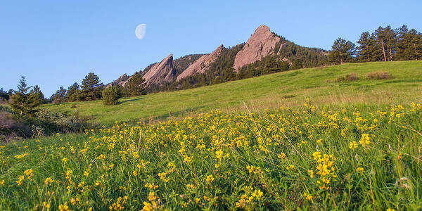 Flatirons Art Print featuring the photograph Flatiron Flowers by Aaron Spong