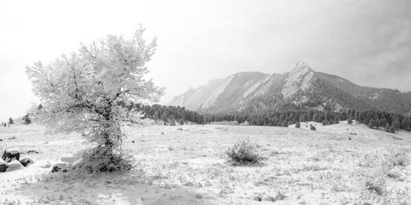Boulder Art Print featuring the photograph Flatirons Tree - Winter by Aaron Spong
