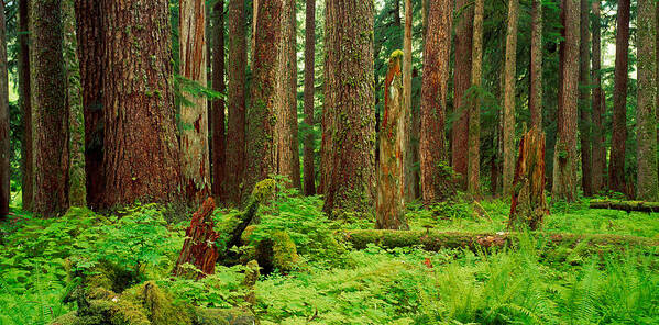 Photography Art Print featuring the photograph Forest Floor Olympic National Park Wa by Panoramic Images