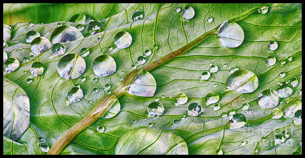 Macro Art Print featuring the photograph Green leaf and Rain Drops by Barry Weiss