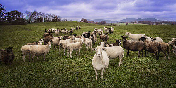 Sheep Art Print featuring the photograph Hear My Voise by Jaki Miller