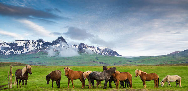 Iceland Art Print featuring the photograph Icelandic horses in mountain landscape in Iceland by Matthias Hauser
