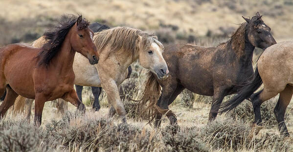 Wild Horse Art Print featuring the photograph Indigo's Band by Sandy Sisti