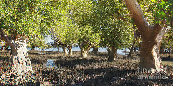 Africa Art Print featuring the photograph mangroves Madagascar 3 by Rudi Prott